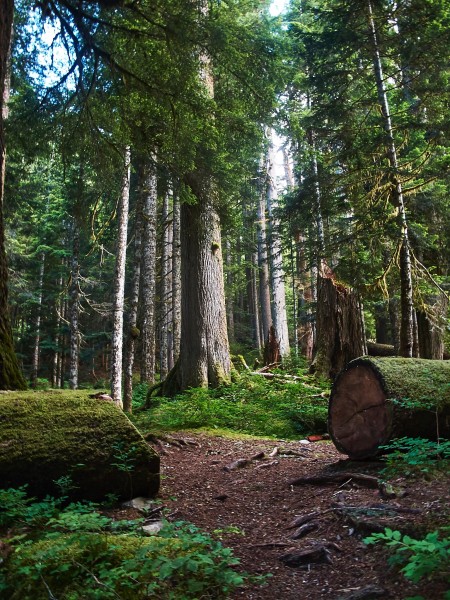 Blue Glacier Ascent, Hoh River Trail, Olympic Peninsula